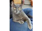 Adopt Vladimir a Gray or Blue Russian Blue / Mixed (short coat) cat in Iroquois