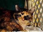 Adopt Rose / Baby a Domestic Shorthair / Mixed (short coat) cat in Sebastian