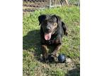 Adopt Lita a Black - with Brown, Red, Golden, Orange or Chestnut Rottweiler /