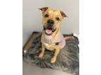 Adopt Bruno a American Pit Bull Terrier / Mixed dog in Bloomington