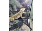 Adopt Murphy a Lizard reptile, amphibian, and/or fish in Crystal Lake