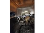 Adopt Caramel a Spotted Tabby/Leopard Spotted Domestic Shorthair / Mixed cat in