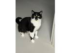 Adopt Eggnog a Domestic Shorthair / Mixed (short coat) cat in Dalton