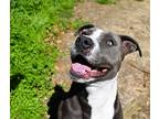 Adopt Keyshia a American Staffordshire Terrier / Mixed dog in Mobile