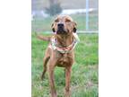 Adopt Adley - Adoptable a Terrier (Unknown Type, Small) / Mixed Breed (Medium) /
