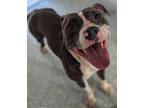 Adopt Lola a Gray/Silver/Salt & Pepper - with White Pit Bull Terrier / Mixed dog