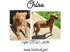 Adopt Chloe a Bull Terrier / Mixed dog in Albany, GA (40775547)