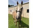 Adopt Buster a Quarterhorse / Mixed horse in Houston, TX (40343452)