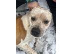 Adopt Kiwi a Red/Golden/Orange/Chestnut - with White Blue Heeler / Mixed dog in
