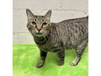 Adopt Lacey a Tan or Fawn Tabby Domestic Shorthair (short coat) cat in Beacon