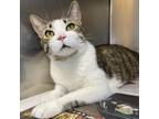 Adopt Huggzy a Tan or Fawn Tabby Domestic Shorthair (short coat) cat in Beacon
