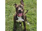 Adopt Wispa a Brown/Chocolate American Pit Bull Terrier dog in Burlington