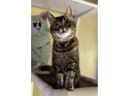 Adopt Kit Kat a Brown Tabby Domestic Shorthair / Mixed Breed (Medium) / Mixed