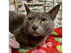 Adopt Specks a Gray or Blue (Mostly) Russian Blue cat in Knoxville