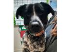 Adopt Daisy a Black - with White Blue Heeler / Mixed dog in Independence