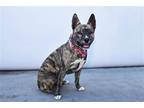 Adopt EEKO a Shepherd (Unknown Type) / Dutch Shepherd / Mixed dog in Pasadena