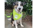 Adopt Jace a Tricolor (Tan/Brown & Black & White) Cattle Dog / Blue Heeler /