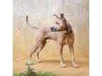 Adopt Eomuk a Merle American Staffordshire Terrier / Mixed Breed (Medium) /