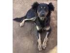 Adopt Mami a Black - with Brown, Red, Golden, Orange or Chestnut Border Collie /