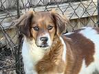 Adopt Destiny a Red/Golden/Orange/Chestnut - with White Cavalier King Charles