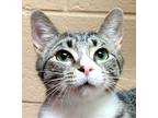 Adopt Link a Gray, Blue or Silver Tabby Domestic Shorthair (short coat) cat in