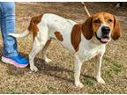 Adopt Reba a White - with Brown or Chocolate Foxhound / Beagle / Mixed dog in