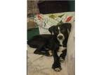 Adopt Oskar a Black - with White Boxer / Feist / Mixed dog in Marion