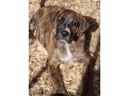 Adopt Mocha a Brindle - with White Boxer / Labrador Retriever / Mixed dog in