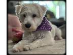 Adopt Duke-Adoption Pending a White Miniature Schnauzer / Mixed dog in