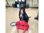 Adopt Chaz a Black - with White German Shepherd Dog / Labrador Retriever / Mixed