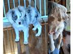 Adopt Timmi & Tammi a Cocker Spaniel / Mixed dog in Vernon, IN (40969035)