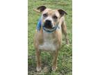 Adopt Sophie a Tan/Yellow/Fawn - with White American Staffordshire Terrier /