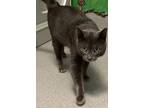 Adopt Stewart a Gray or Blue Domestic Shorthair / Mixed Breed (Medium) / Mixed