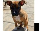 Adopt Marty a Tricolor (Tan/Brown & Black & White) Feist / Mixed dog in Marion