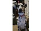 Adopt Pepper a Black Great Dane / Mixed Breed (Medium) / Mixed (short coat) dog