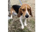 Adopt Bugle a Black - with Tan, Yellow or Fawn Beagle / Mixed dog in Evergreen
