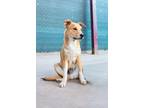Adopt Coffee a Tan/Yellow/Fawn Anatolian Shepherd / Carolina Dog / Mixed dog in