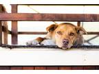 Adopt Latte a Tan/Yellow/Fawn - with White Australian Kelpie / American