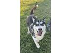 Adopt Chief a Siberian Husky / Mixed dog in Tulare, CA (40929921)