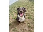 Adopt 83079 Fudge a Brown/Chocolate Australian Shepherd / Mixed Breed (Medium) /