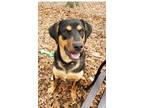 Adopt Jack a Affenpinscher / Mixed Breed (Medium) / Mixed dog in Walden