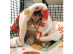 Adopt Frigg a Brown Tabby Domestic Shorthair / Mixed Breed (Medium) / Mixed