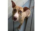 Adopt Leonis a Tan/Yellow/Fawn Pit Bull Terrier / Mixed Breed (Medium) / Mixed