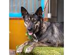 Adopt Loba a Shepherd (Unknown Type) / Labrador Retriever / Mixed dog in