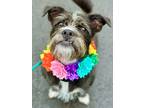 Adopt Cookie a Black - with White Rat Terrier / Mixed dog in West Cornwall