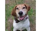 Adopt Willie a Treeing Walker Coonhound / Mixed dog in Carrollton, TX (40349305)