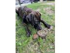 Adopt Demi a Great Dane / Hound (Unknown Type) dog in Bronx, NY (40981302)