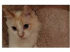 Adopt Eubanks a Orange or Red (Mostly) Siamese (long coat) cat in Wendell