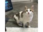 Adopt Charlie a Spotted Tabby/Leopard Spotted Domestic Shorthair cat in Long