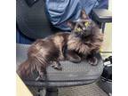 Adopt Henri a Black (Mostly) Domestic Mediumhair (medium coat) cat in Stamford